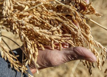 Жетісу облысында өңделген өнім көлемі 68%-ға дейін артты