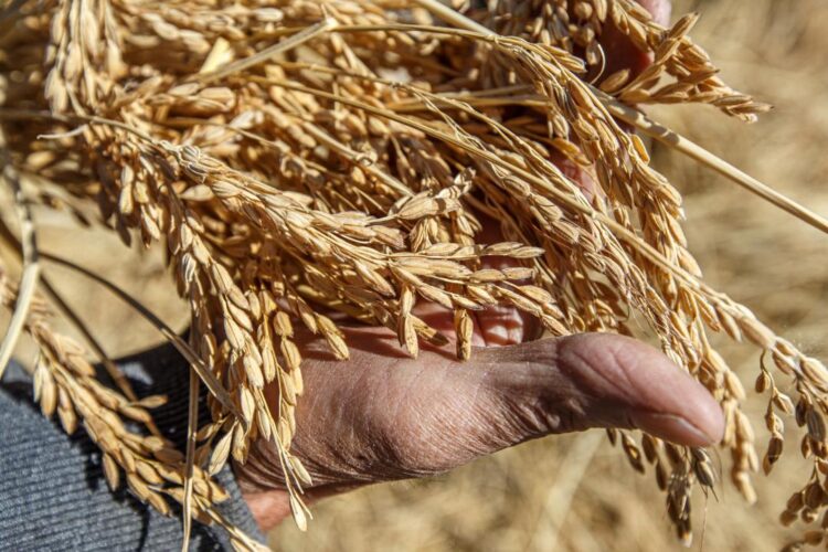 Жетісу облысында өңделген өнім көлемі 68%-ға дейін артты