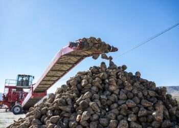 Жетісу облысындағы қант зауыттары 54 мың тонна қант қызылшасын өңдеді