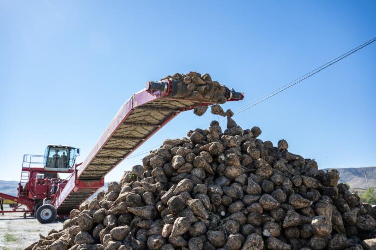 Жетісу облысындағы қант зауыттары 54 мың тонна қант қызылшасын өңдеді