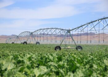 Ескелді ауданында 1700 гектар алқапқа су үнемдеу технологиясы енгізілді