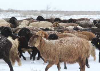 Сарқандық шаруалар мал қыстатуға ерте кірісті