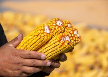 Жетісу жеріндегі жүгерінің 55% Панфилов ауданына тиесілі