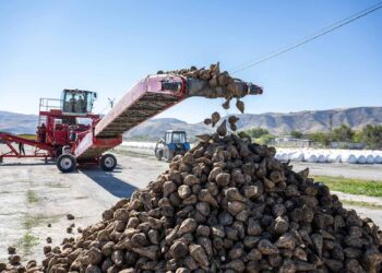 Сарқан диқандары қант қызылшасын өткізуден облыста көш бастады
