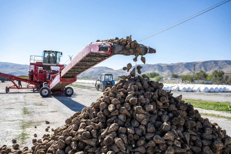 Сарқан диқандары қант қызылшасын өткізуден облыста көш бастады