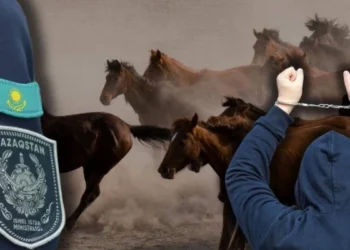 Жетісу облысында мал ұрлығына қатысы бар күдіктілер ұсталды