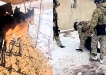 Жетісуда жылқы ұрлаумен айналысқан қылмыстық топ ізін суытпай ұсталды