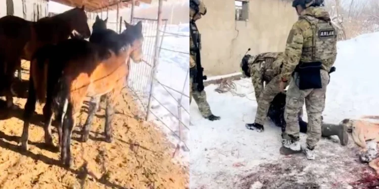 Жетісуда жылқы ұрлаумен айналысқан қылмыстық топ ізін суытпай ұсталды
