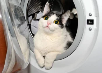 Талдықорғанда мысықты кір жуғыш машинаға салған әйел жазаланды