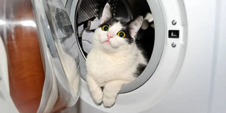 Талдықорғанда мысықты кір жуғыш машинаға салған әйел жазаланды