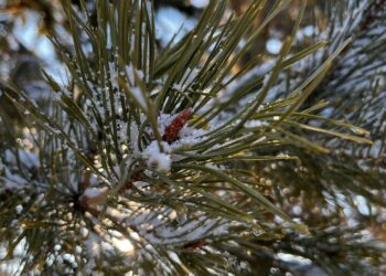 Қазгидромет дүйсенбіге арналған ауа райы болжамын ұсынды