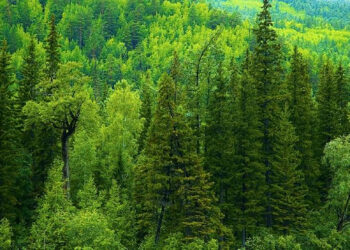 Қазақстанда ормандарды қалай қалпына келтіріп, шөлге айналумен күресуде