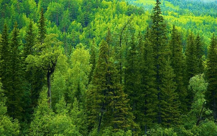 Қазақстанда ормандарды қалай қалпына келтіріп, шөлге айналумен күресуде