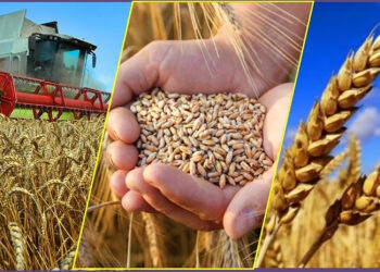 Жылдың қомақты жетістігі