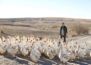 TikTok-та танылған құсшы Мадина: Үйдің ауласынан басталған кәсіп