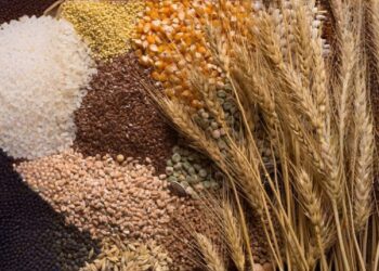 Диқандар назарына: Дәнді және майлы дақылдар нарығындағы баға тұрақталды