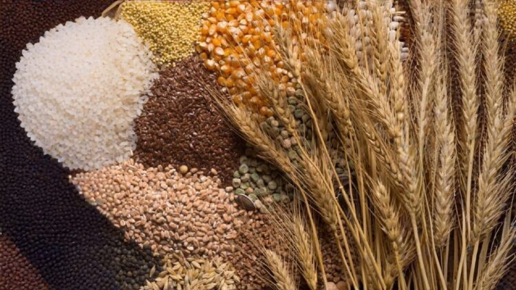 Диқандар назарына: Дәнді және майлы дақылдар нарығындағы баға тұрақталды