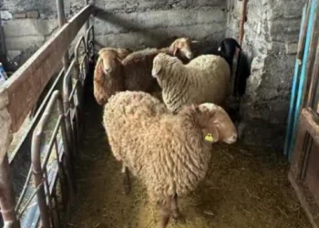 Ескелді ауданында сериялы мал ұрылары ұсталды