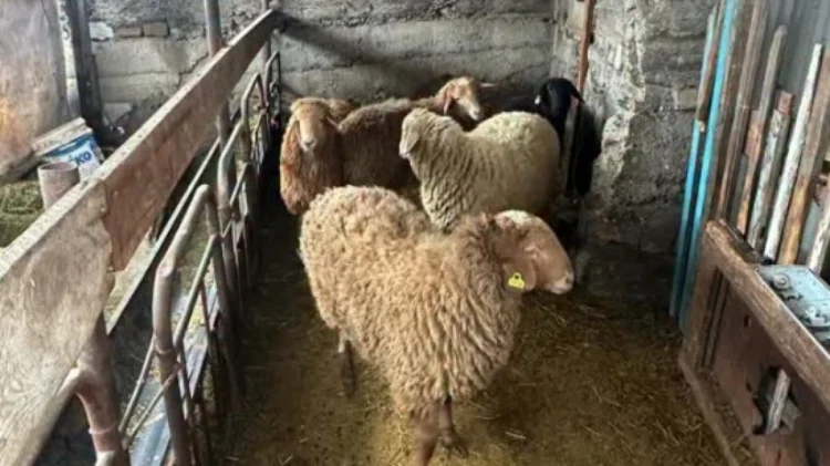 Ескелді ауданында сериялы мал ұрылары ұсталды