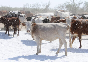 Зеңгі баба төліне қолдау да, сұраныс та бар