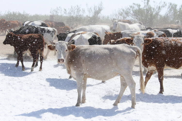 Зеңгі баба төліне қолдау да, сұраныс та бар
