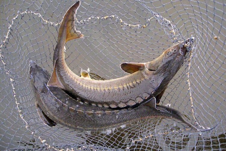 Балықшыларға ескерту: Бір бекіре үшін 1,3 млн теңге төлеуіңіз мүмкін