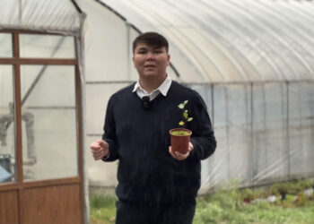 Топырақсыз бидай өсірген