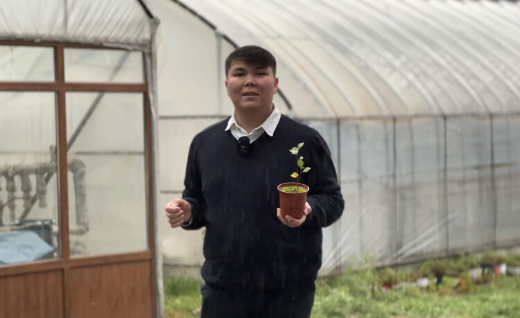 Топырақсыз бидай өсірген