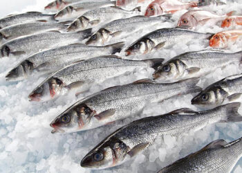 Судан сүзілер байлық