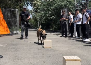«Қарасора» және кинологиялық қызмет: Есірткі саудасына тосқауыл қойылды