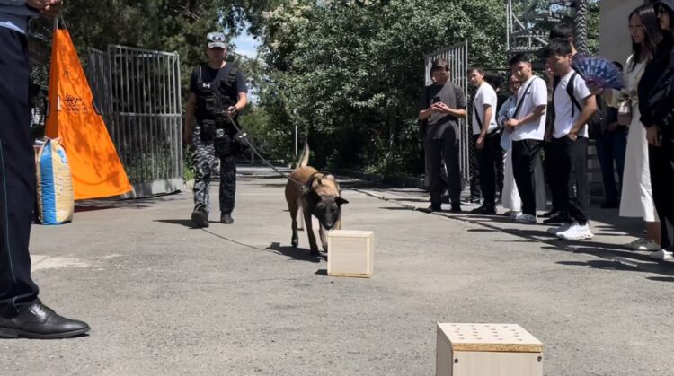 «Қарасора» және кинологиялық қызмет: Есірткі саудасына тосқауыл қойылды
