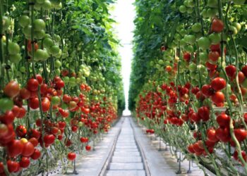 Польшалық компания Қазақстанда 69 миллиард теңгеге жылыжай салады