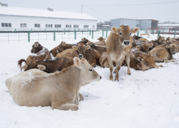 Төрт түлігі түгел Жетісу