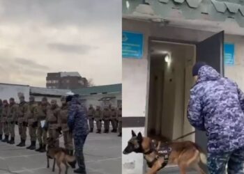 Жетісудағы Ұлттық ұлан бөлімінде есірткіге қарсы рейд өтті