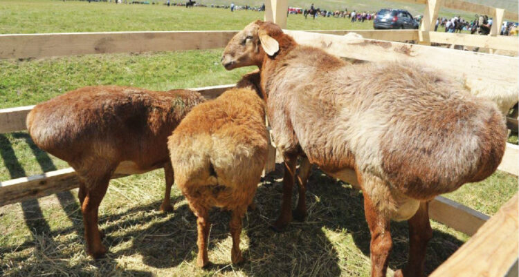 Алакөл ауданында асыл тұқымды қой шаруашылығы құрылмақ