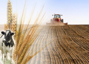 Мал азығы жеткілікті