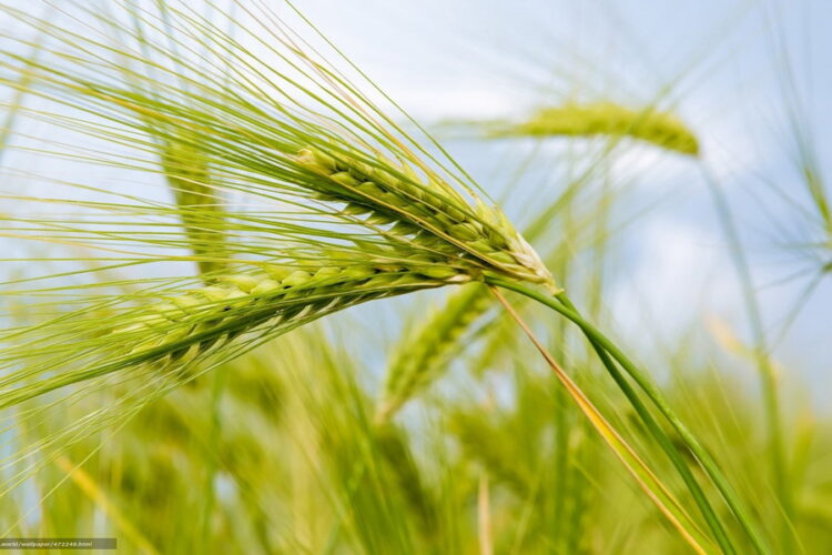 Науқанға әзірлік ойдағыдай