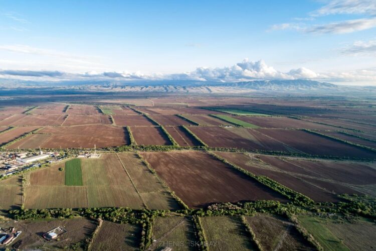 Биыл Жетісу облысында егіс алқабы шамамен 512 мың га құрайтын болады