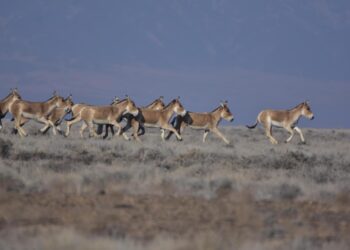 «Алтын-Емел» саябағындағы санақ