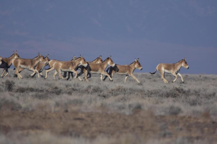 «Алтын-Емел» саябағындағы санақ