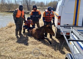 Құтқарушылар бір жылда 400-ден астам жануарды аман алып қалды