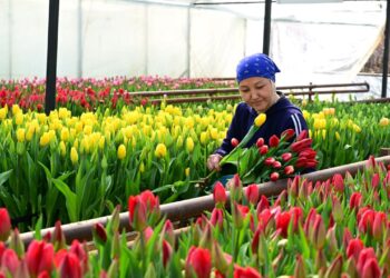 Бір отбасы 60 мың қызғалдақ өсірді