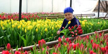 Гүл өсіру – бір өнер