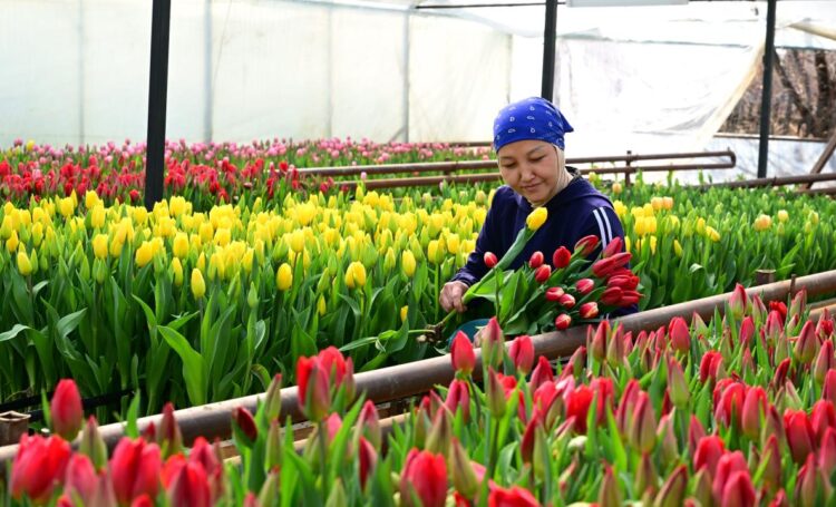 Бір отбасы 60 мың қызғалдақ өсірді