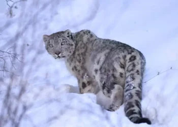 Адамдар жақыннан дрон ұшырып, ережелерді бұзған: қар барысына спутниктік қарғыбау тағылды