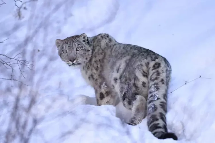 Адамдар жақыннан дрон ұшырып, ережелерді бұзған: қар барысына спутниктік қарғыбау тағылды