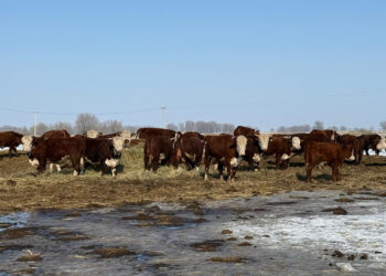 Өңір экономикасының тірегі