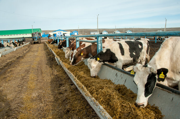 Күзгі берекенің негізі – көктемгі дайындықта
