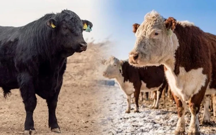 Қараталда бордақылау алаңы салынады