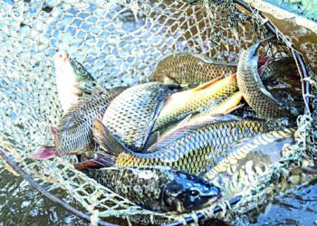 Іле өзенінде балық аулауға тыйым салынды